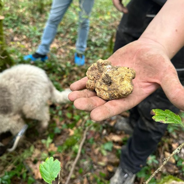 Ősz az Isztrián szarvasgomba vadászattal